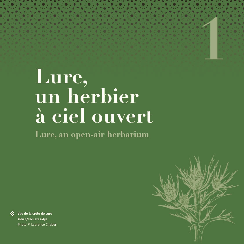 Extrait du livre Savoureuse histoire des plantes en haute Provence