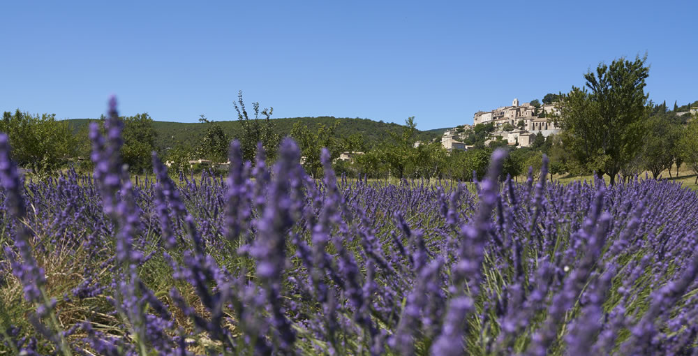 Paysage de lavande vers Forcalquier, en Provence