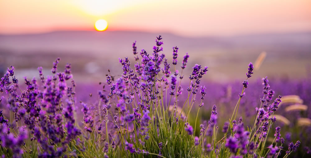 Détail de la lavande de Provence au coucher du soleil