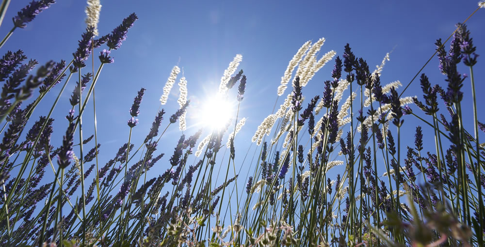 Lavande sauvage de Provence : candidature UNESCO