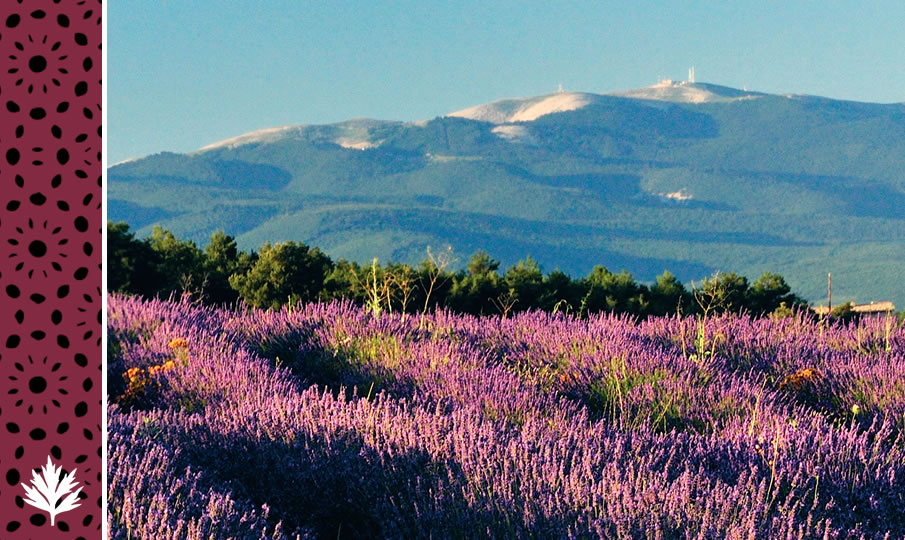 Lavande et la montagne Lure au coeur de l'Artemisia Museum, Haute-Provence, Forcalquier
