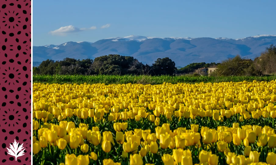 Tulipes et la montagne Lure au coeur de l'Artemisia Museum, Haute-Provence, Forcalquier