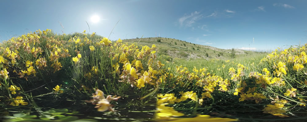 Visite immersive en 360° avec casque sur les 4 saisons de la Montagne Lure, en Haute-Provence : les genêts