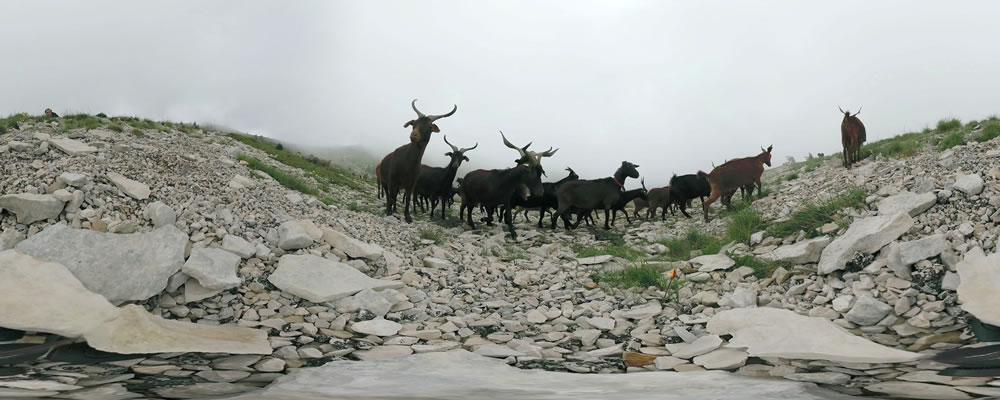 Visite immersive en 360° avec casque sur les 4 saisons de la Montagne Lure, en Haute-Provence : en automne, les chèvres
