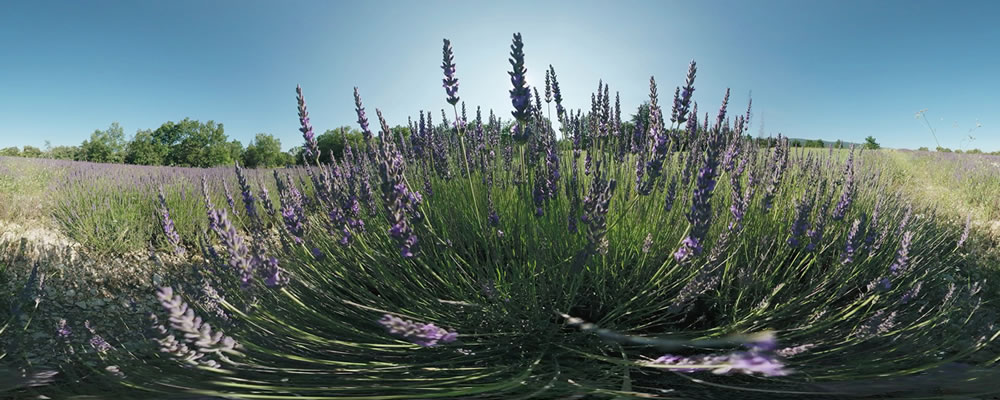 Visite immersive en 360° avec casque sur les 4 saisons de la Montagne Lure, en Haute-Provence : la lavande