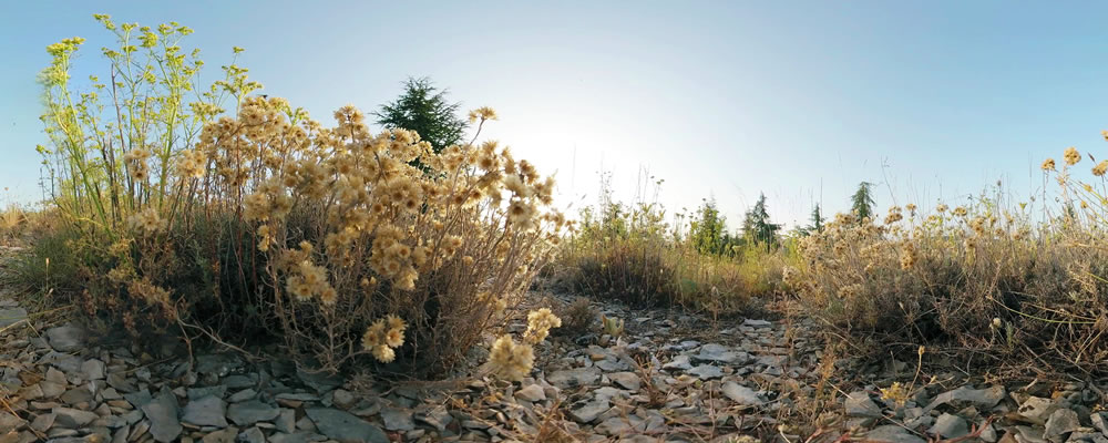 Visite immersive en 360° avec casque sur les 4 saisons de la Montagne Lure, en Haute-Provence : les immortelles