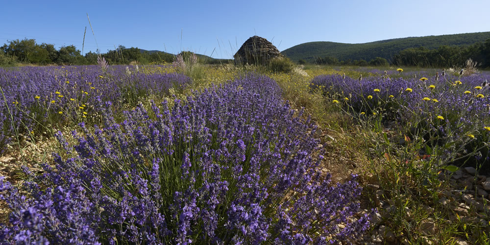 Etape 4 du parcours de l'Artemisia museum : la lavande de la montagne Lure en Haute-Provence