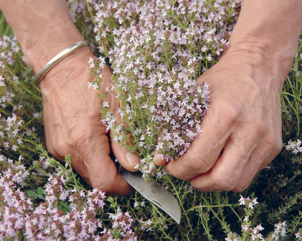 Artemisia museum au coeur de patrimoine historique de la montagne de Lure : coupe des plantes à la main