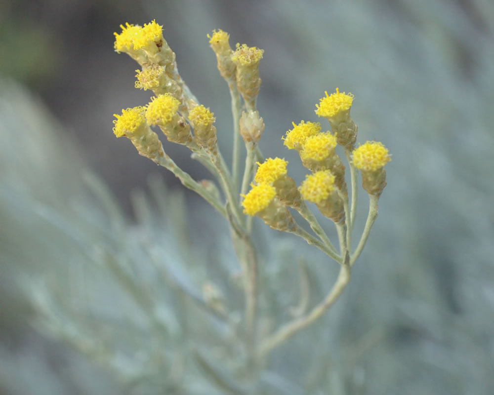 Artemisia museum au coeur de patrimoine historique de la montagne de Lure : la flore