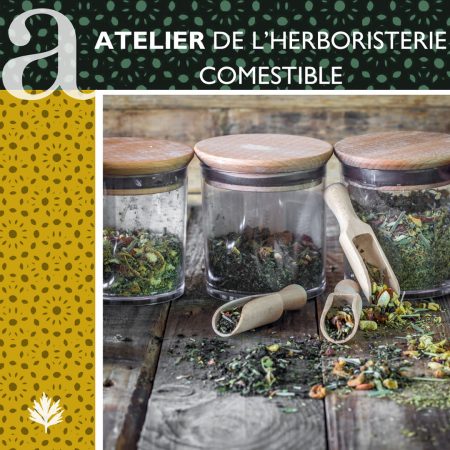 Atelier de l'herboristerie comestible à l'Artemisia museum, Forcalquier